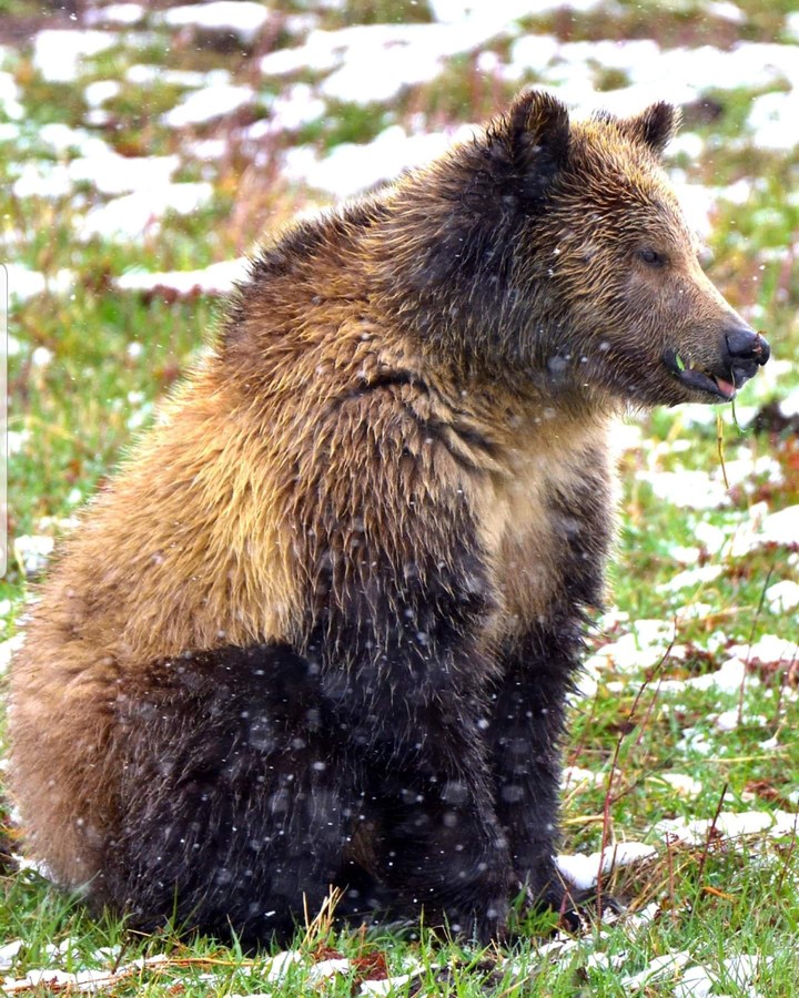 Grizzly Bear