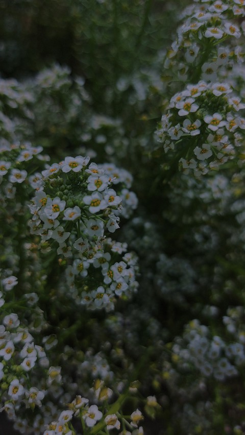 papéis de parede flower, subshrub