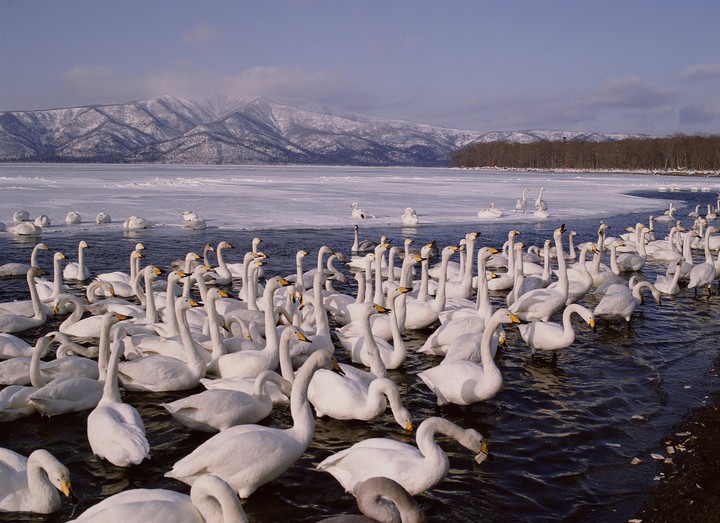 Birds