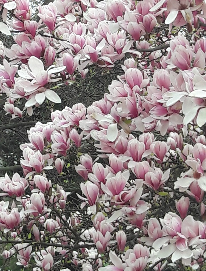 Magnolia