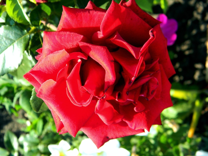 Garden Rose.