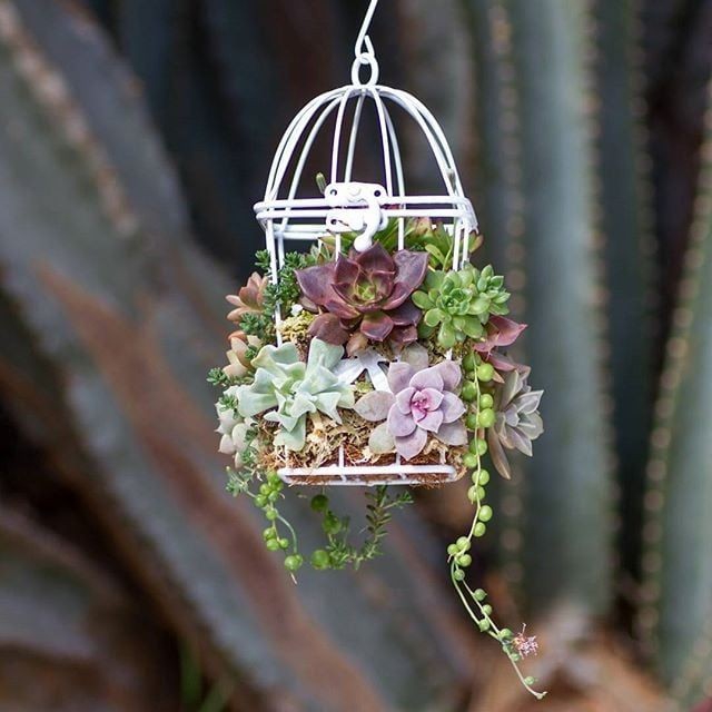 Succulents