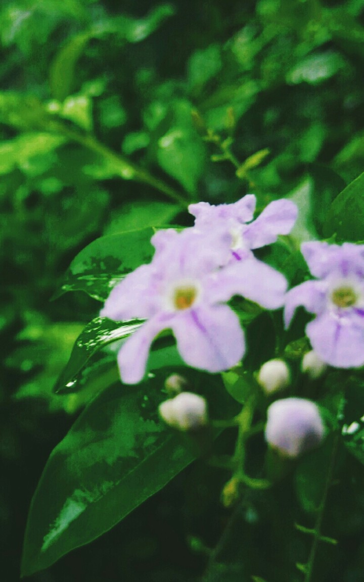 Flowers