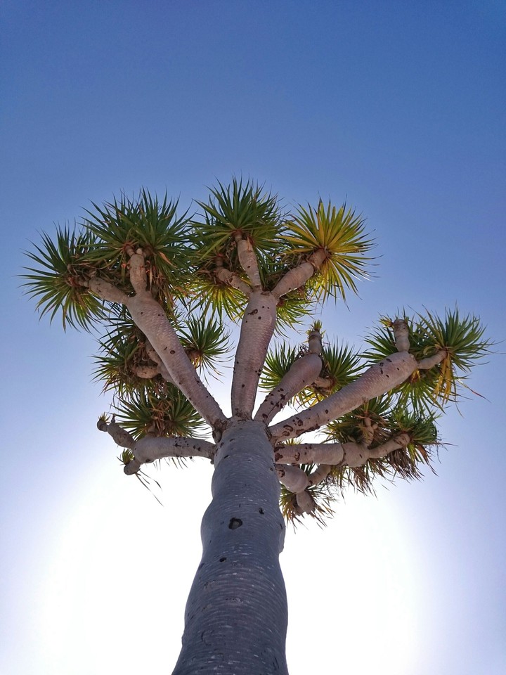 palms