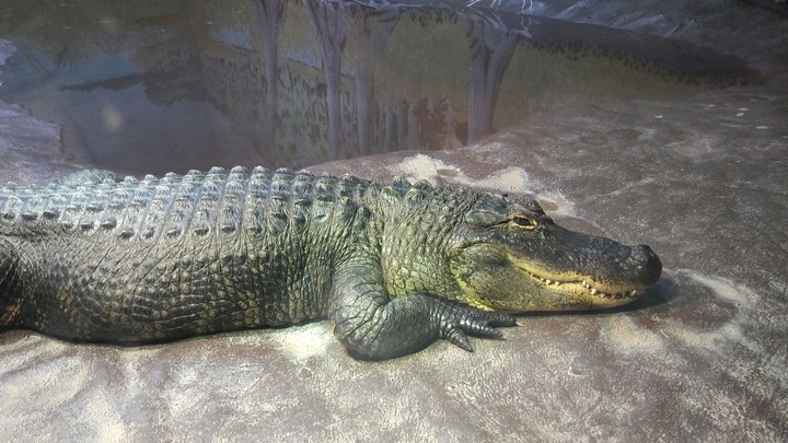 Alligator, Cape May Zoo