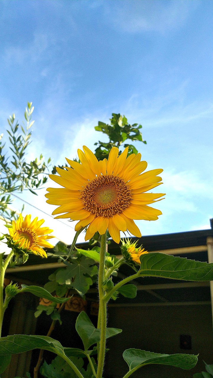 sun flower