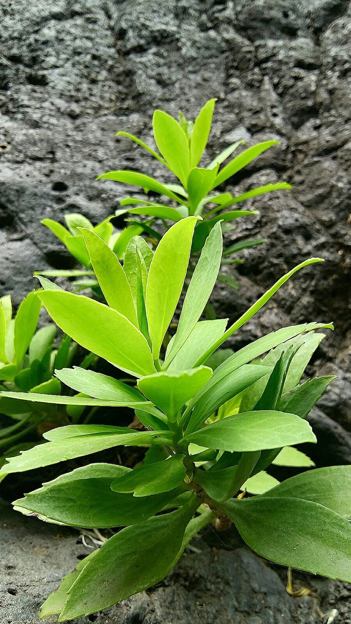 mountain flowers