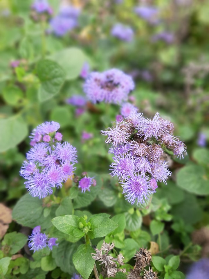 Autumn flowers