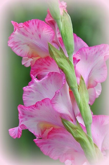 gladiola