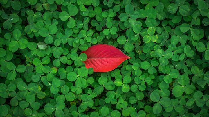 every color of the nature is beautiful