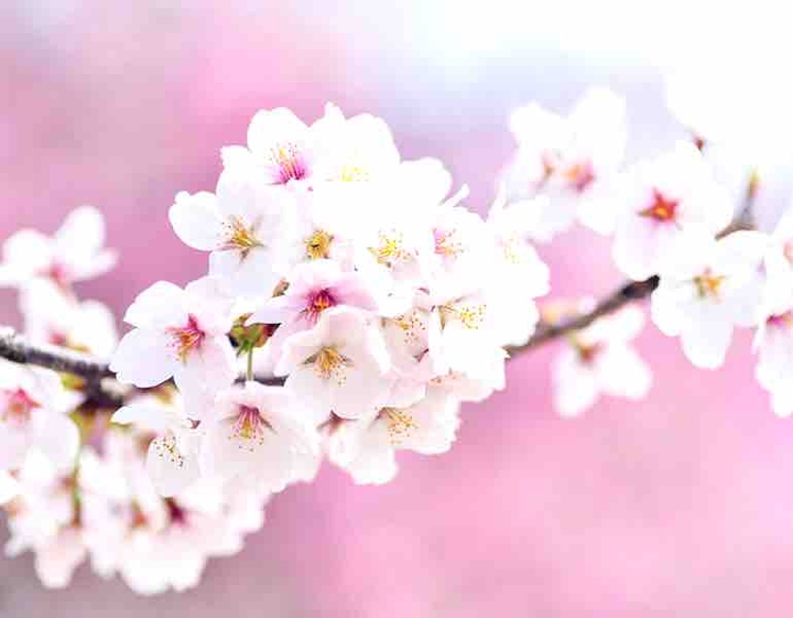 cherry blossoms?