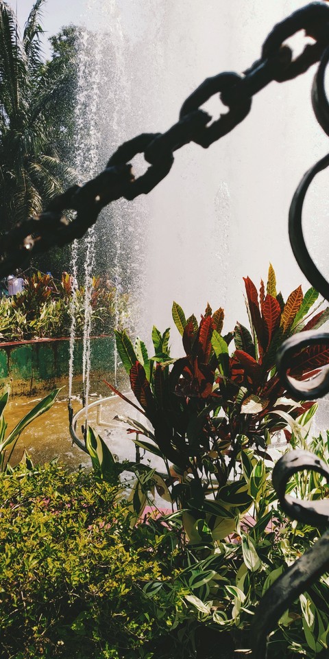 spring, plant壁紙