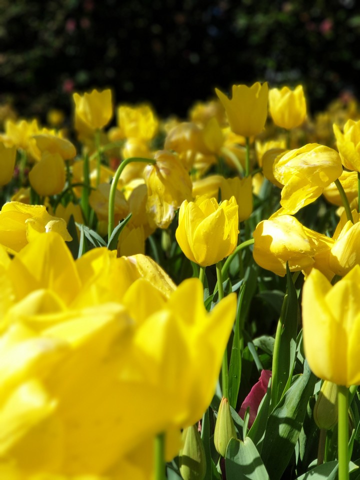 tulips