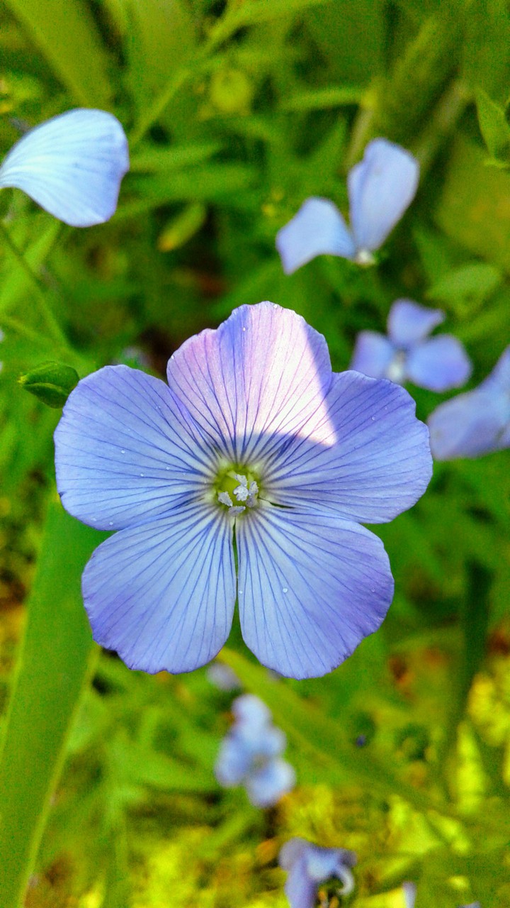 blue