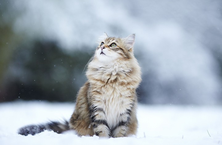 cat