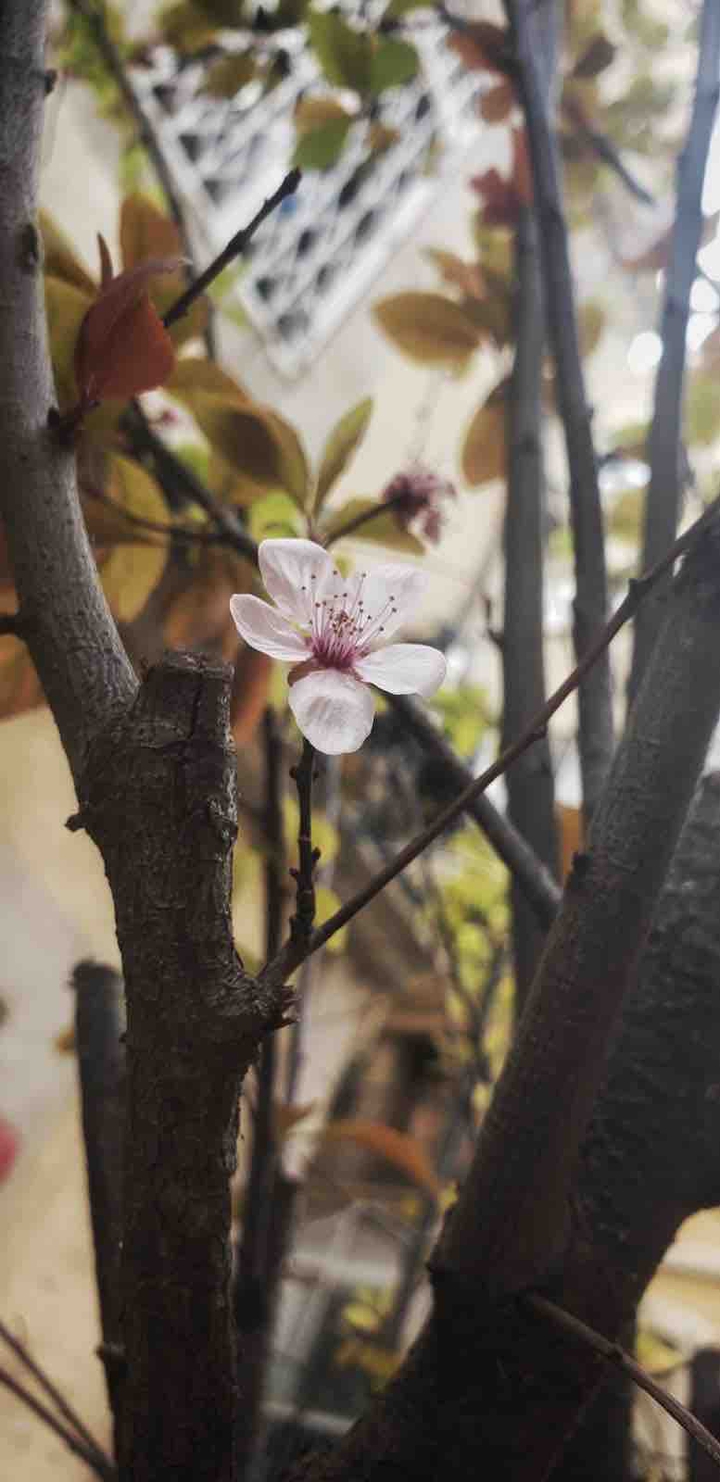blossom tree