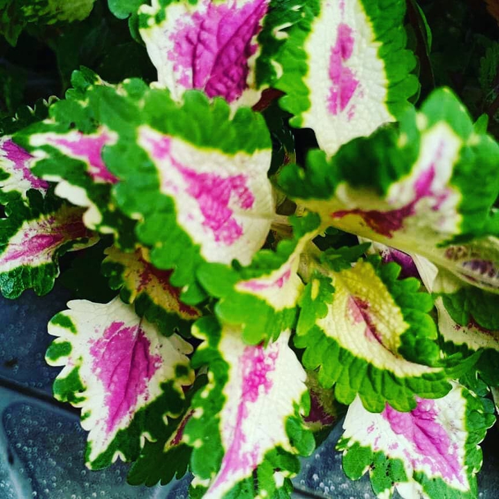 coleus