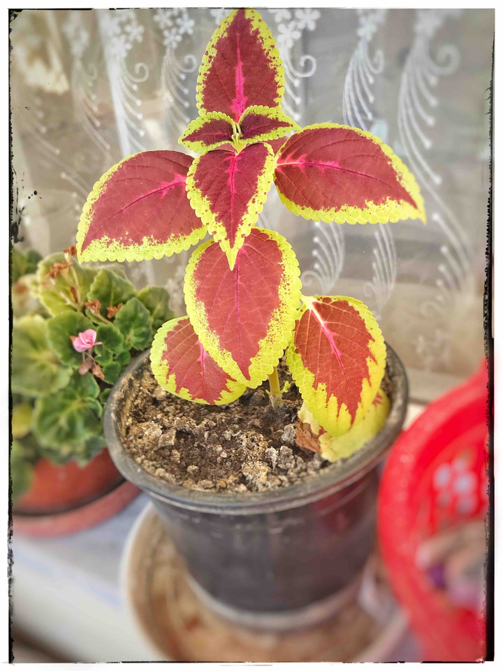 Plant