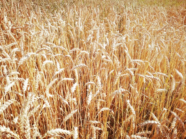 Grain
