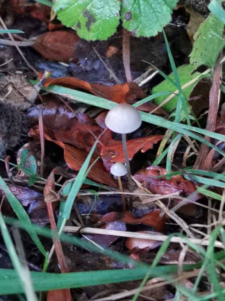 Hallo Herbst