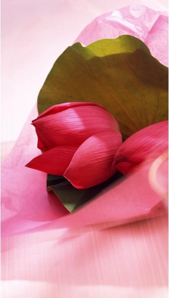 tulip