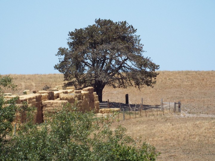 country life