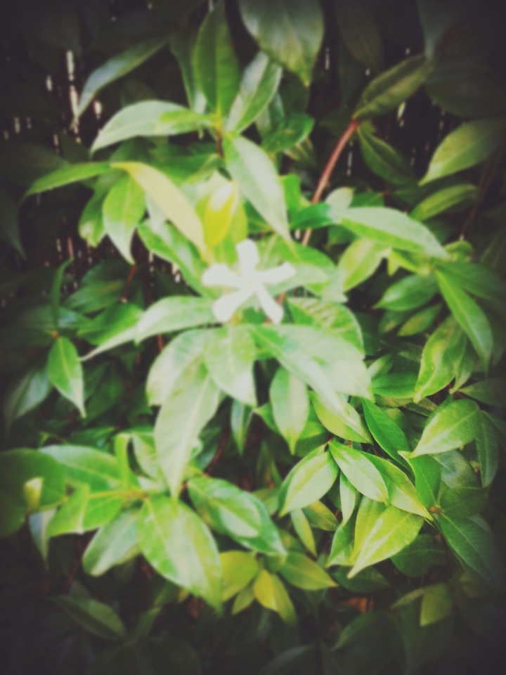 #mygarden#flower