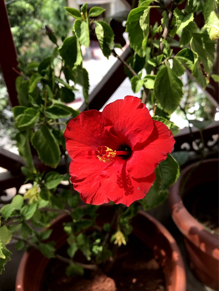 The Red Flower II