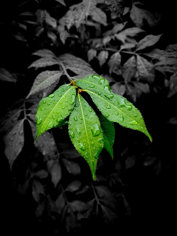 Leaves 2