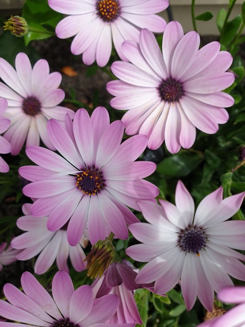 Fiori