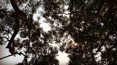 sfondi wood, cloud
