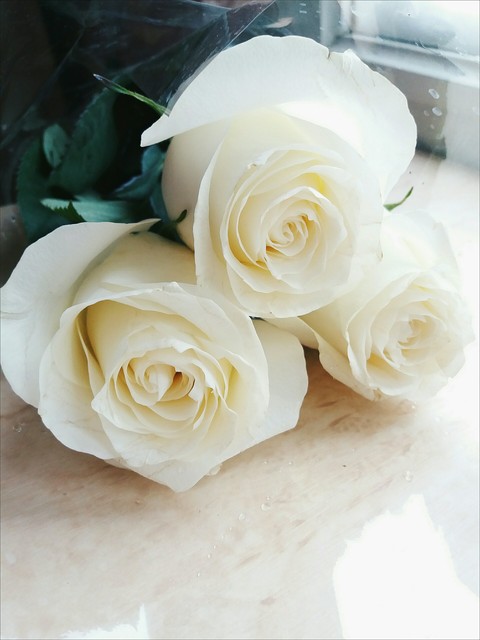 flower rose