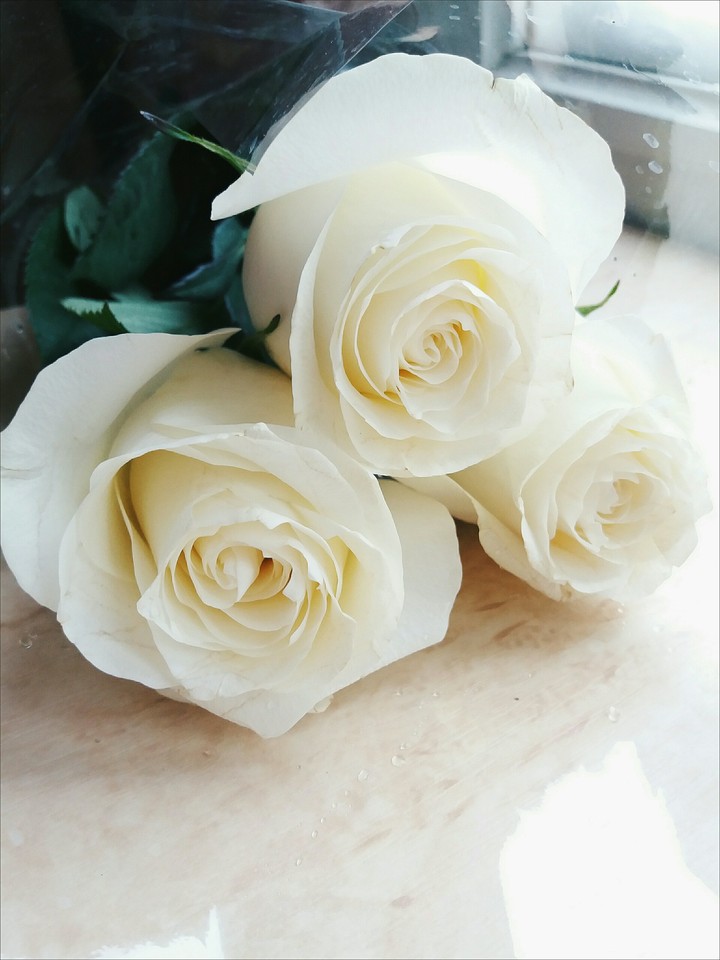 flower rose