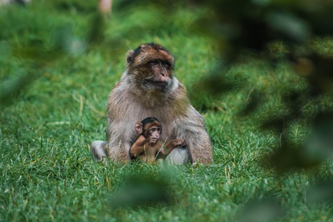monkey with mommy