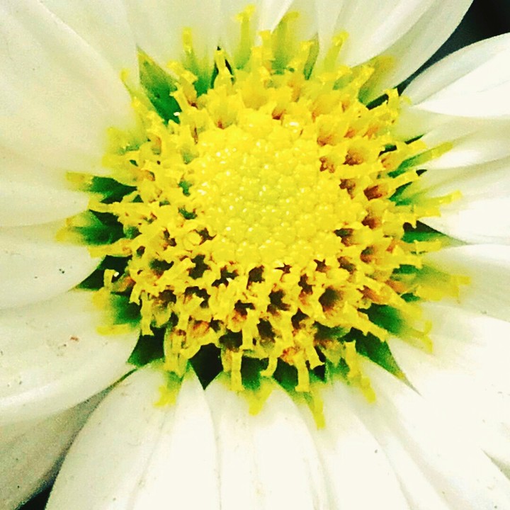 Macrophotography