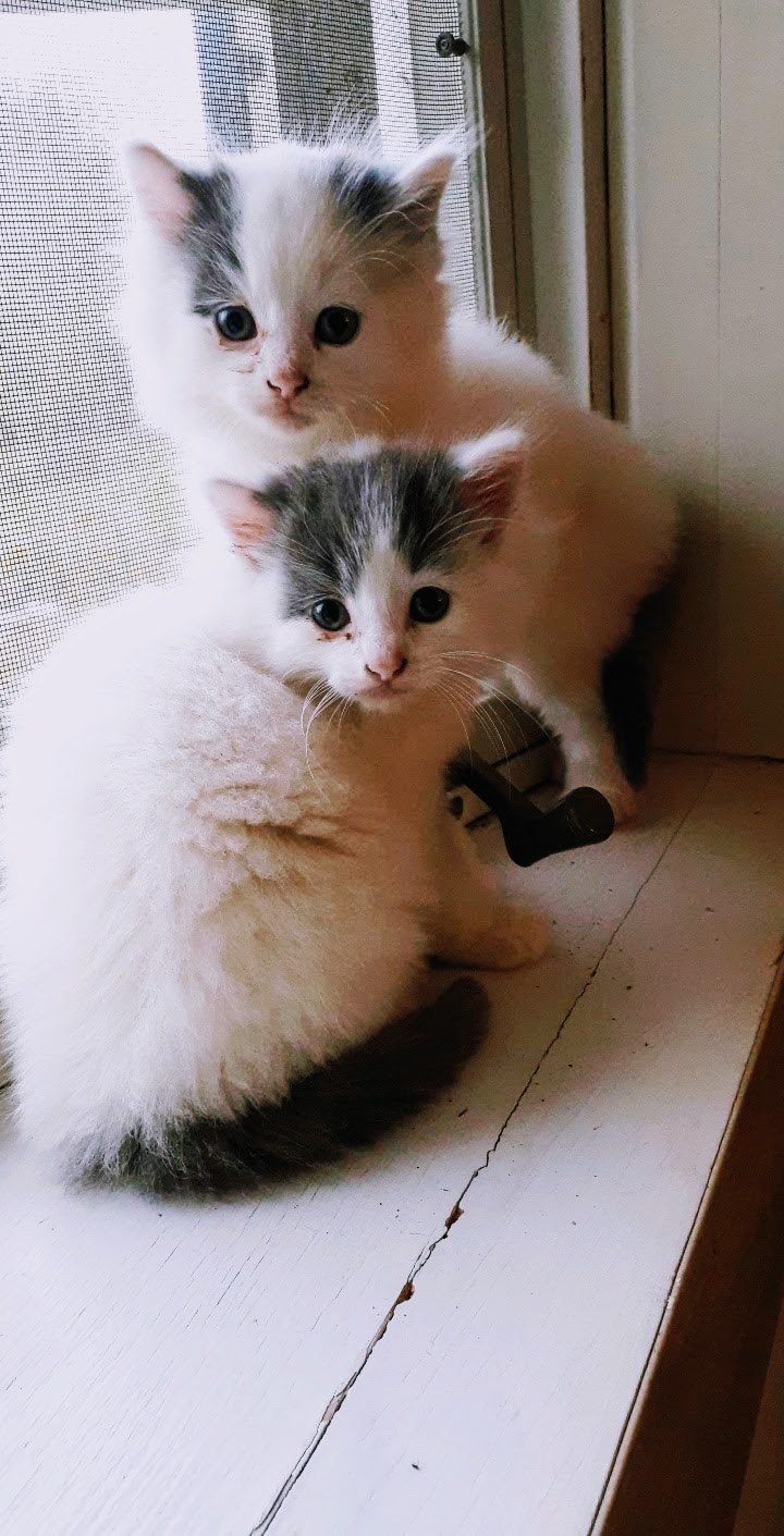Kittens