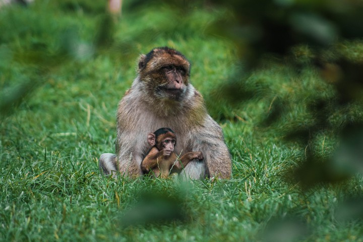 monkey with mommy