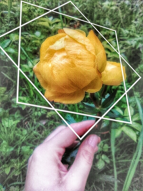 купальница