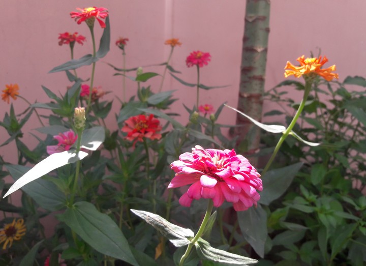 Flower