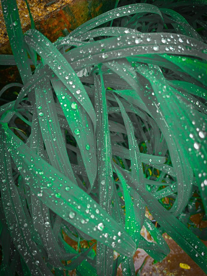 Grass with drops