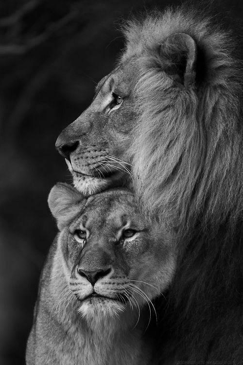 Lions