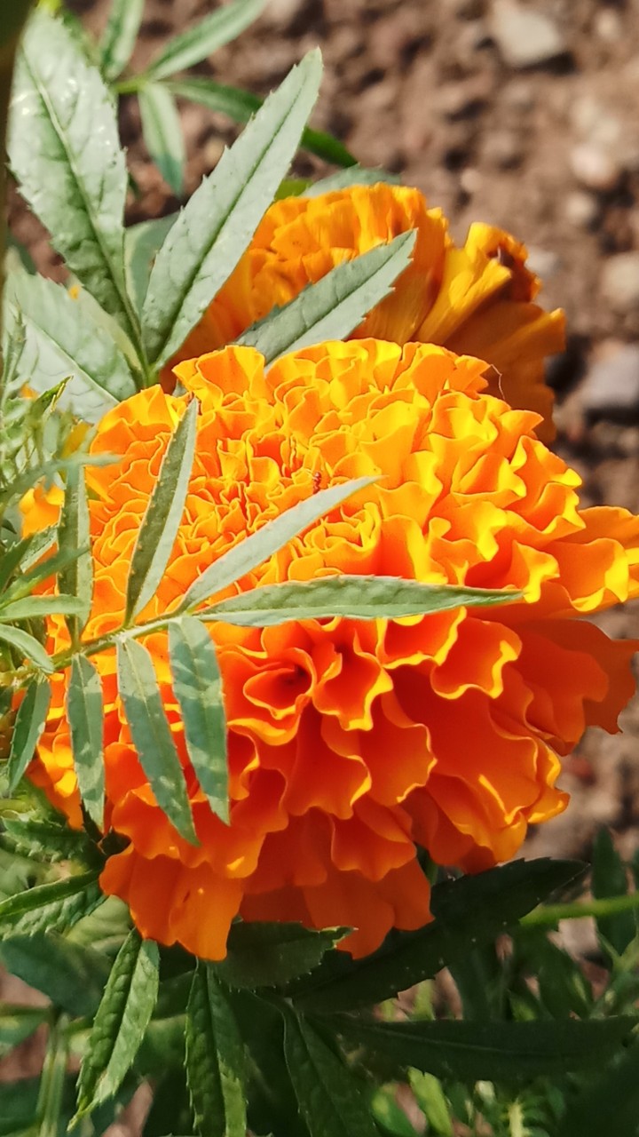 marigolds