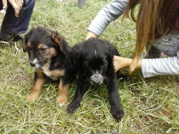 puppies