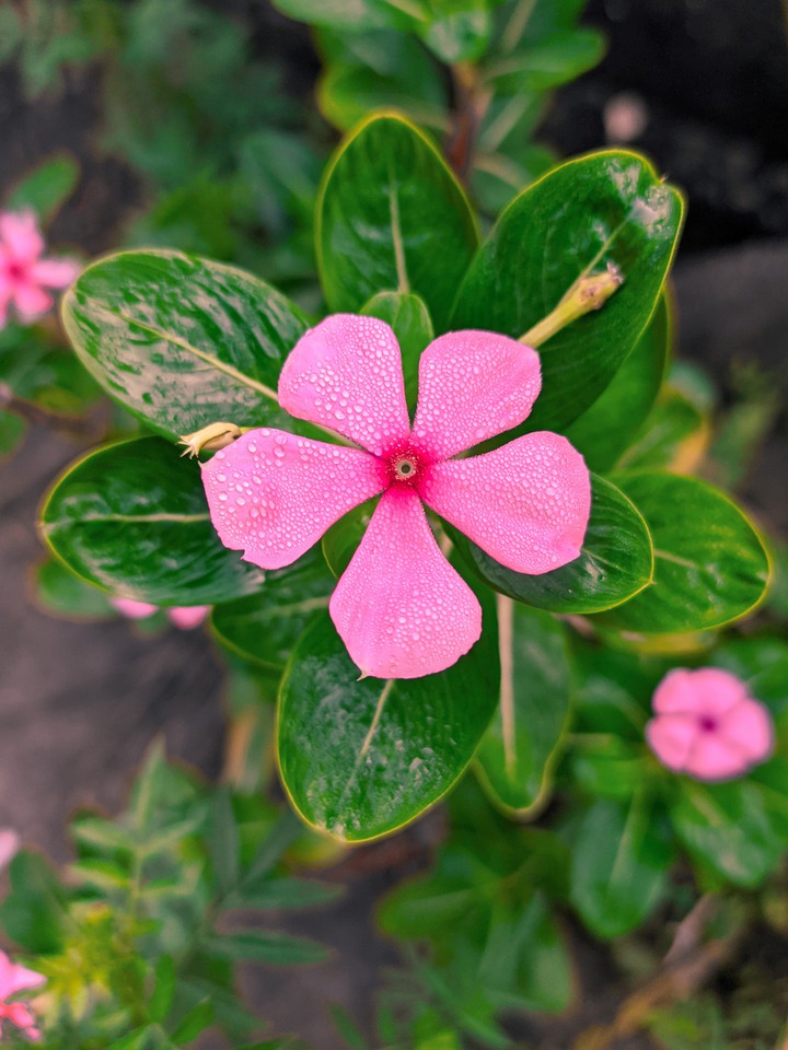 Pink flower