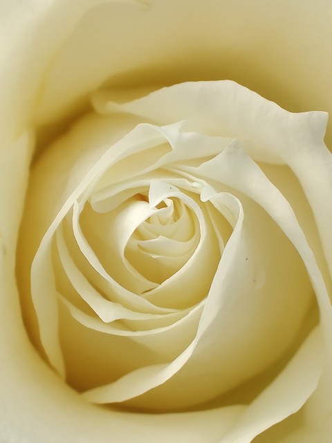 blooming rose