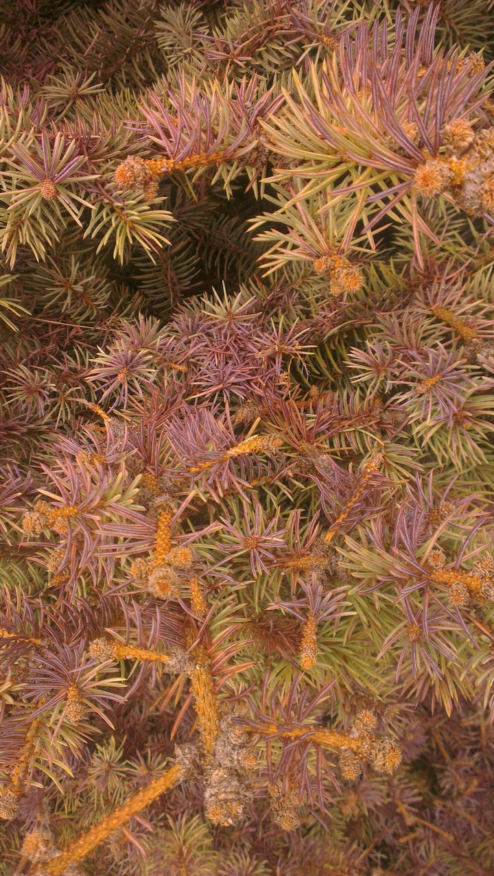 tree