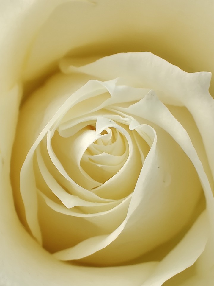 blooming rose