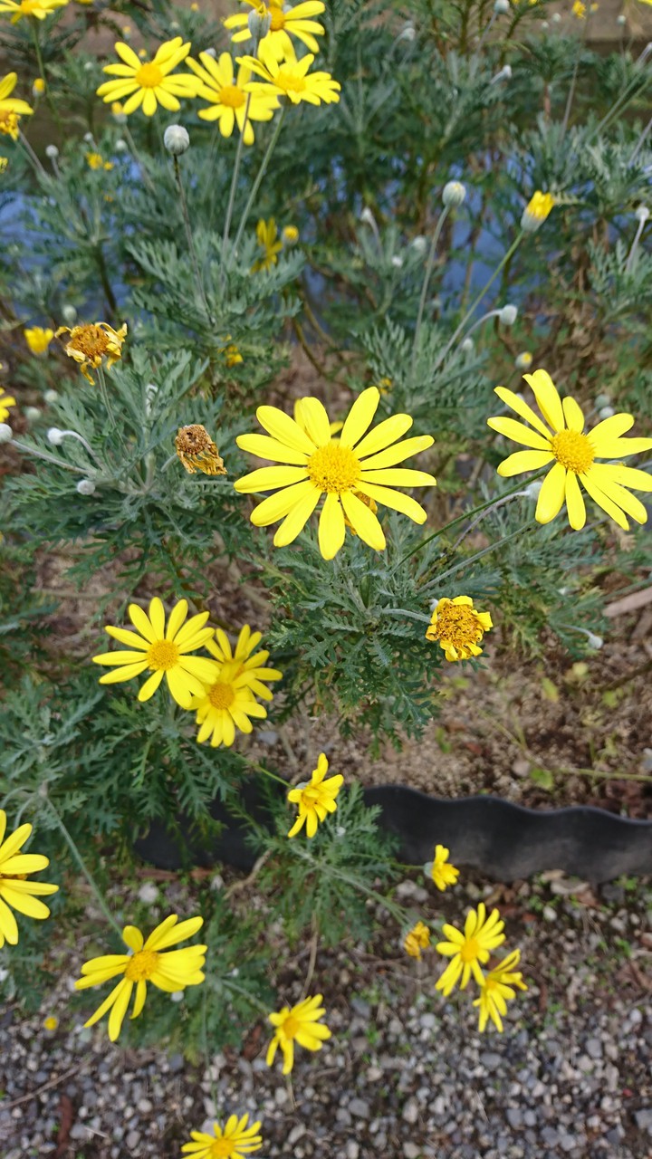 花