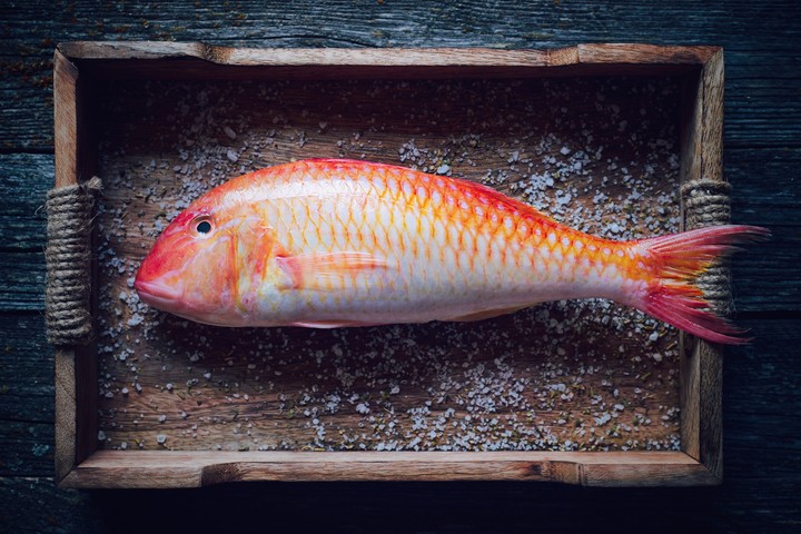 fish ?