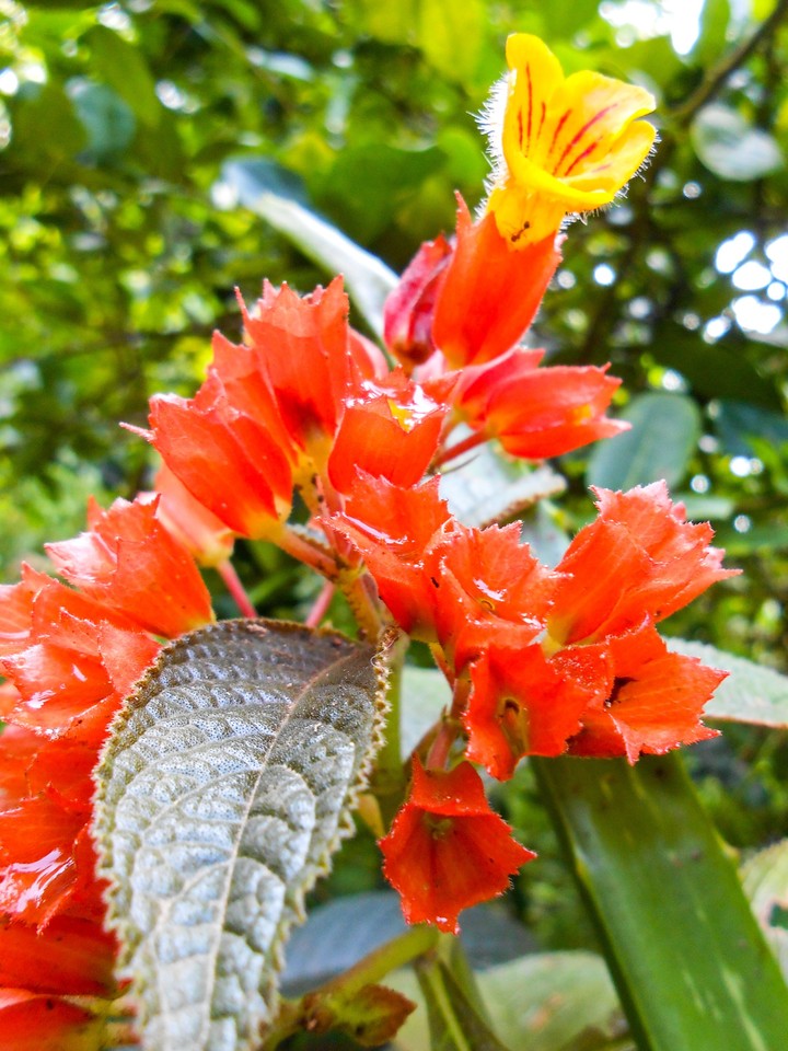Flower